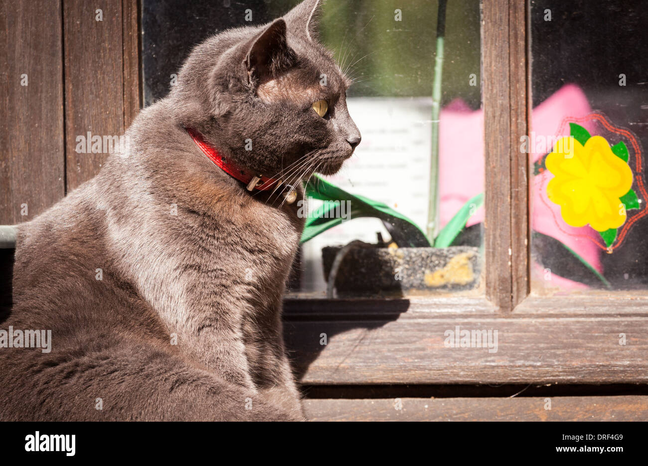 Beynac-et-Cazenac, Dordogne, Frankreich, Europa. Schöne Katze Sonnenbaden am Fensterbrett. Stockfoto