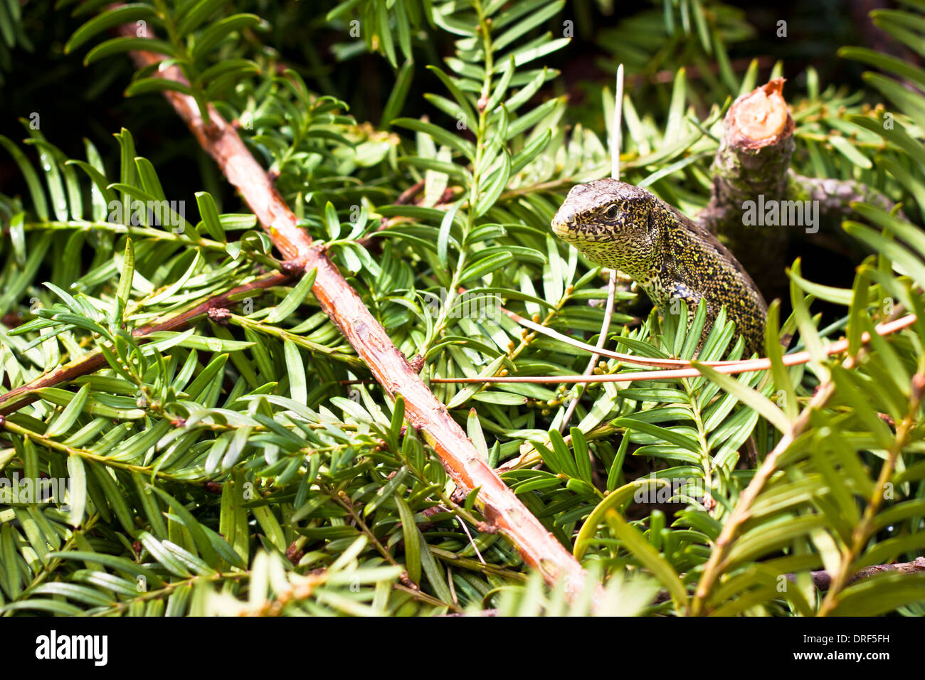 Detail der Zauneidechse - Lacerta Agilis. Stockfoto