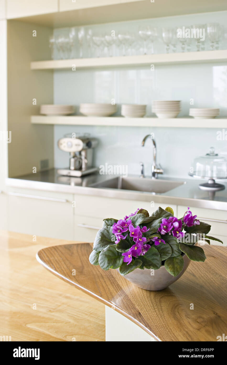 Maryland USA Bauernhaus Küchenschüssel African Violet Blume Stockfoto