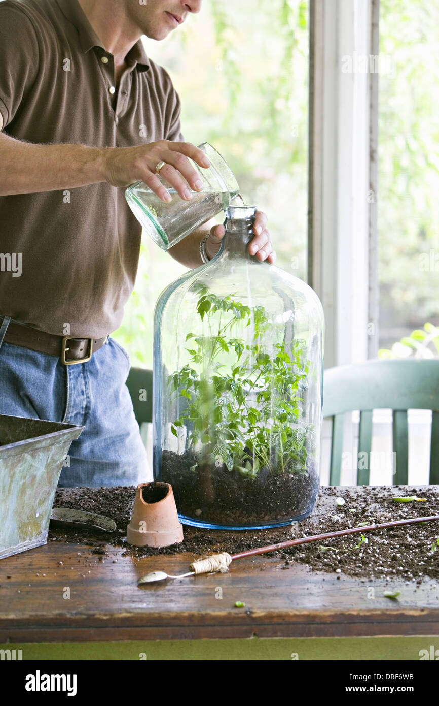 Maryland USA Zimmerpflanzen junger Mann repotting erstellen terrarium Stockfoto