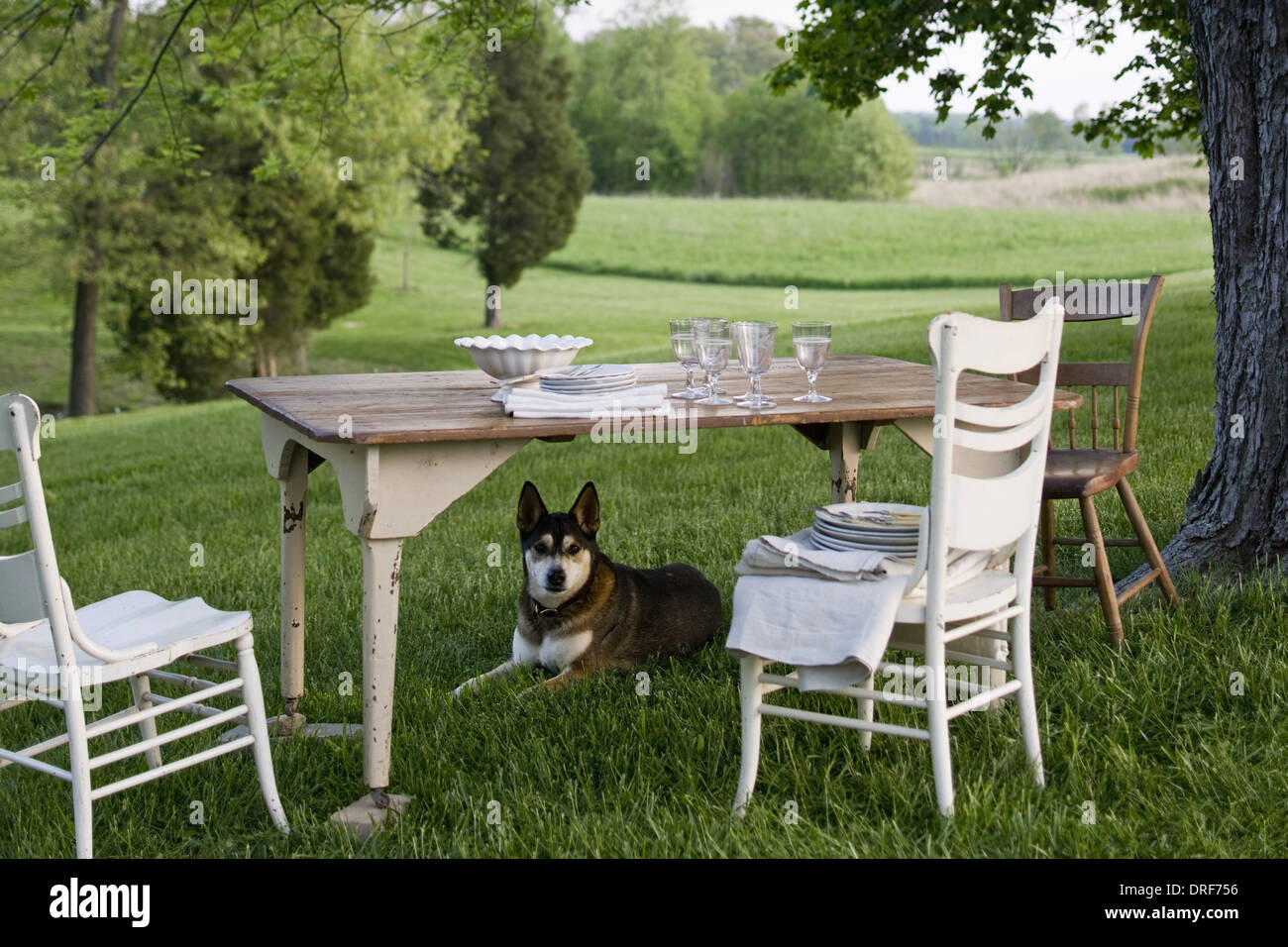 Maryland USA Tisch gedeckt Weißware Hund Wache unter Tisch Stockfoto