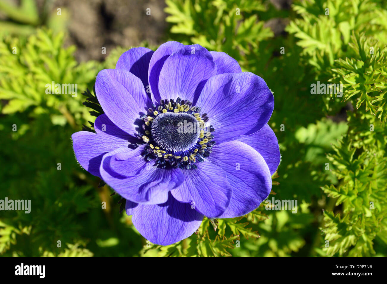 Blaue Anemonenblume bei strahlendem Sonnenschein gegen Laub im Garten RHS Harlow Carr, Harrogate, Yorkshire. Stockfoto