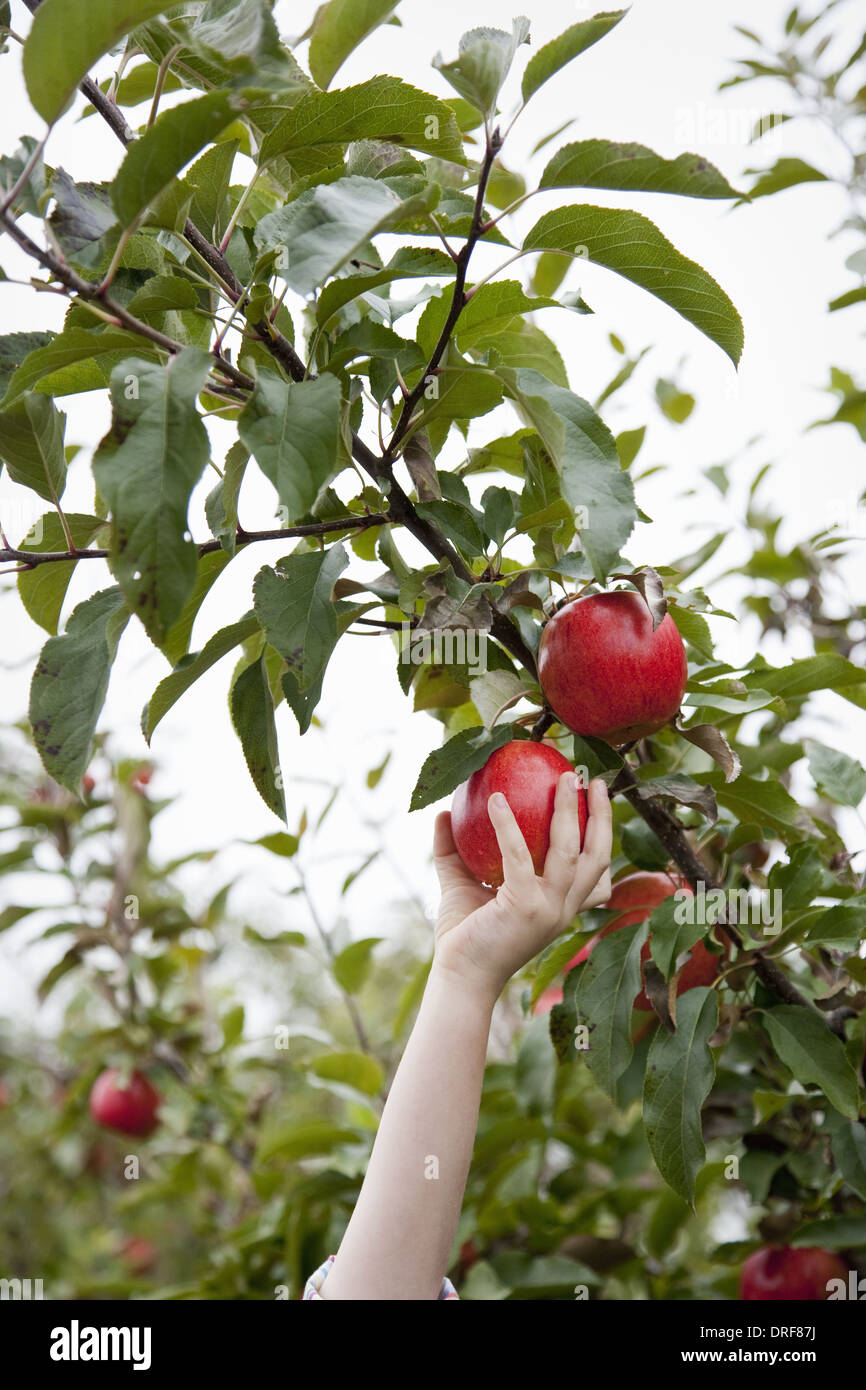 Maryland USA einen Apfelbaum mit rote Runde Früchte für die Kommissionierung Stockfoto