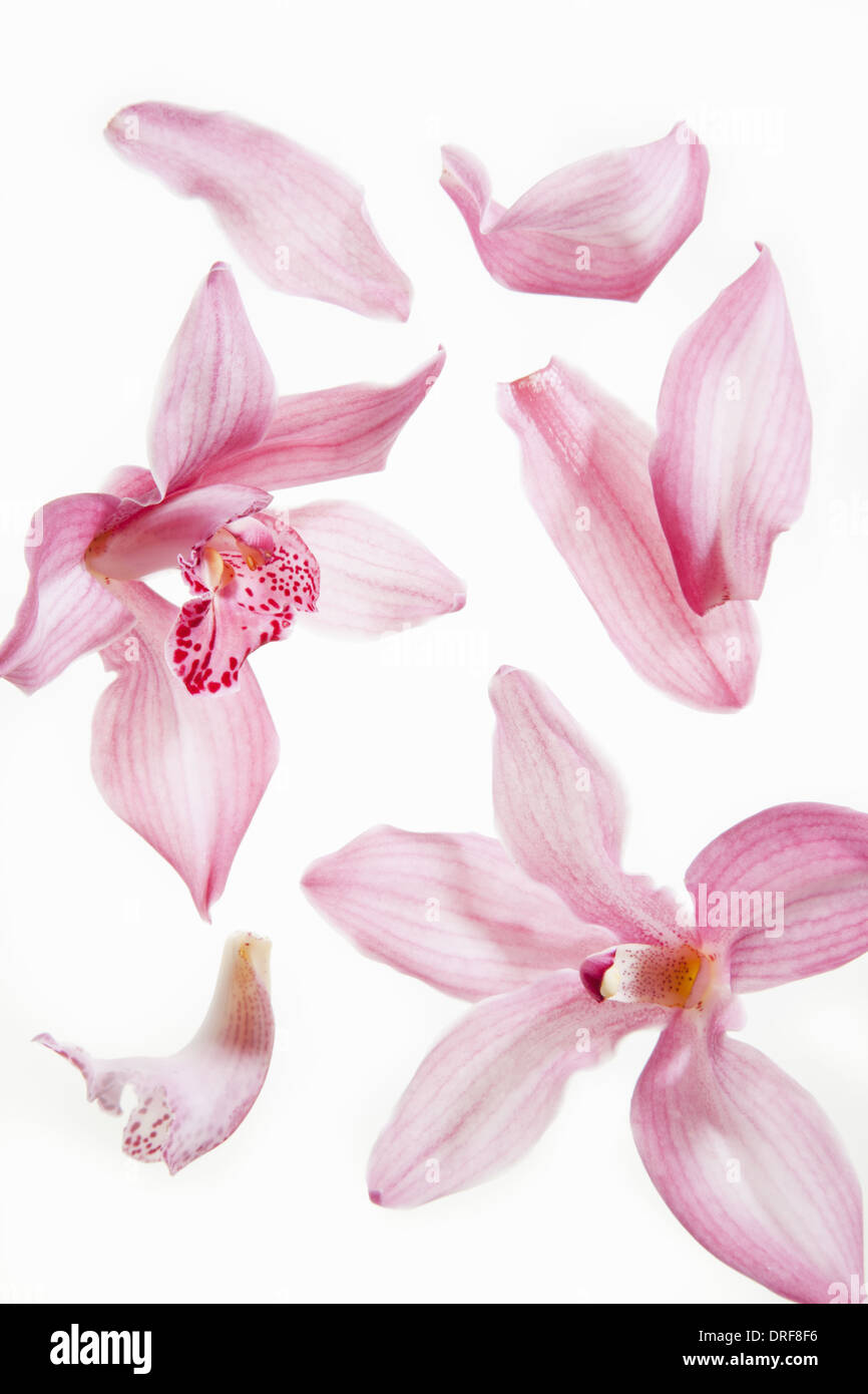 Maryland USA noch Leben frischen zarten rosa Pflanze Blütenblätter Stockfoto