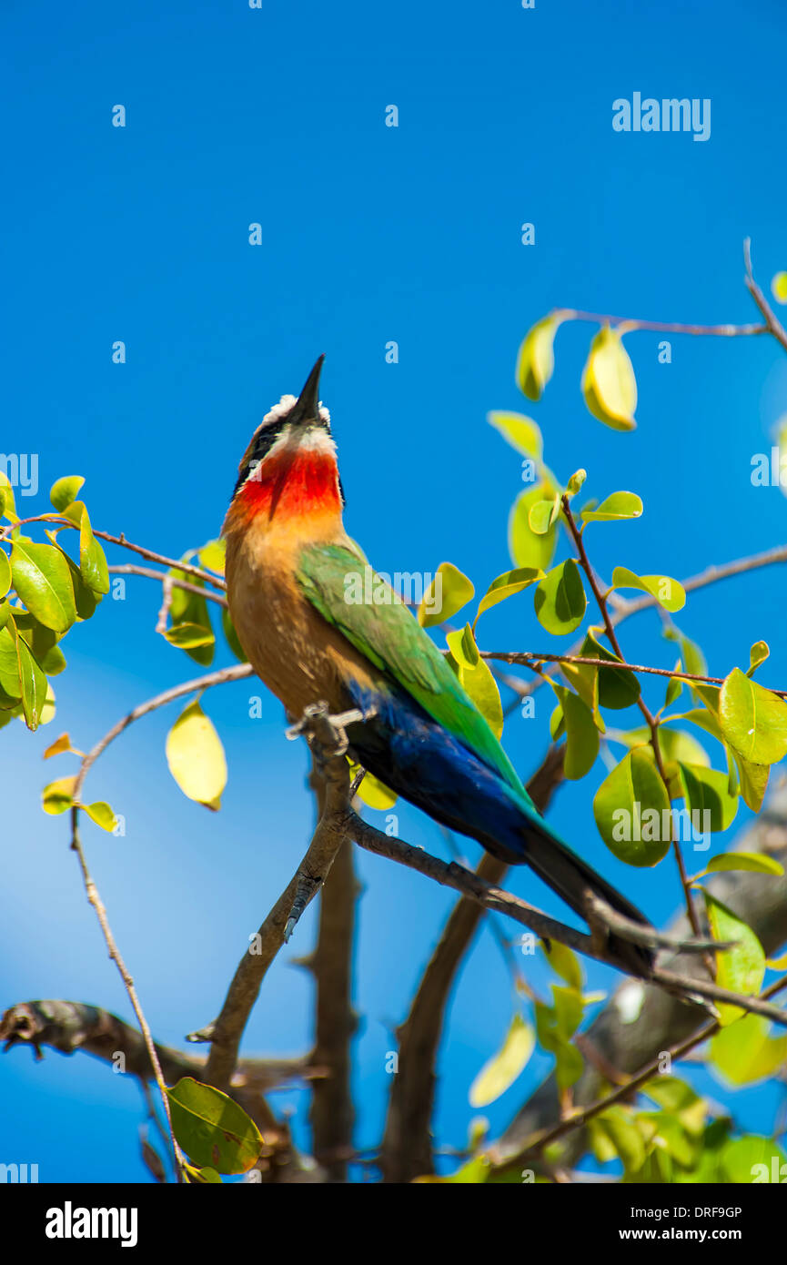 Regenbogen Bienenfresser in einem Baum sitzen. Stockfoto