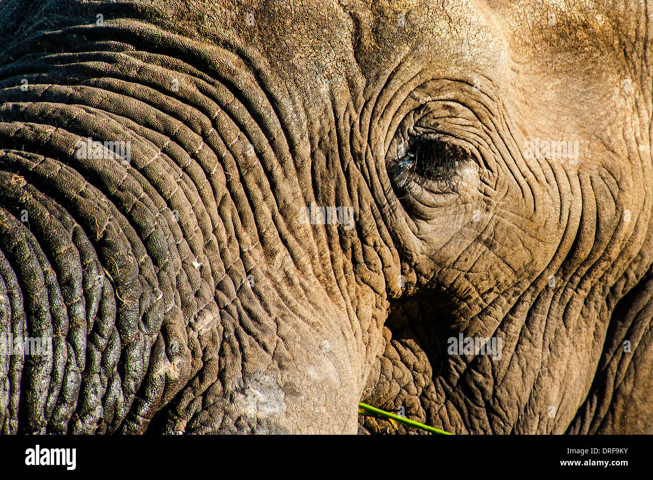 Elefanten im Fluss Okavango Delta, Botswana, Afrika. Stockfoto