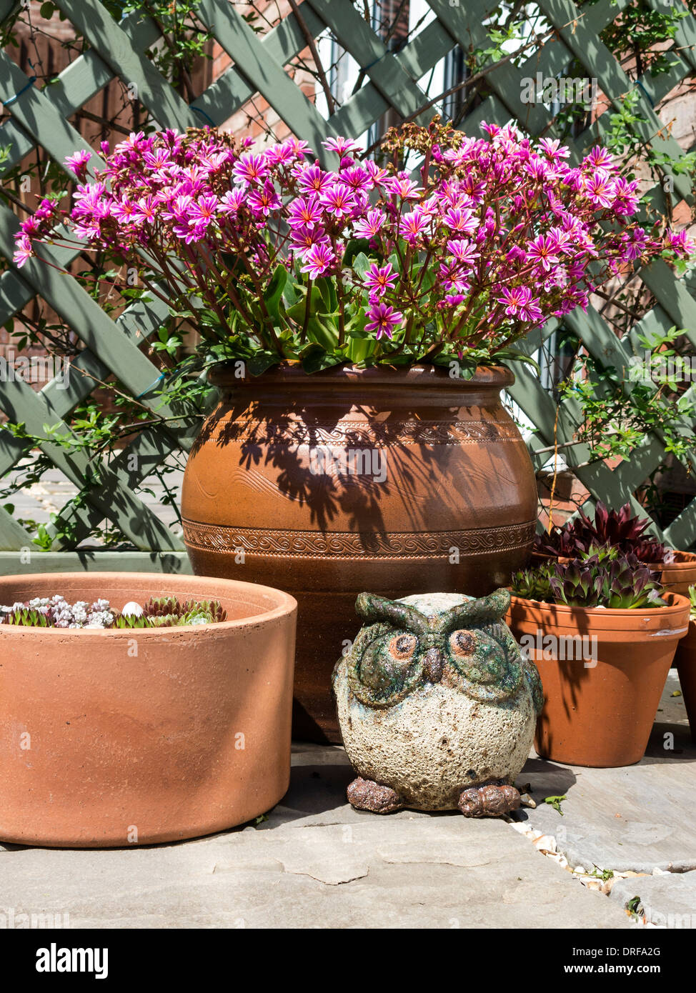 Braun Terrakotta-Terrasse-Töpfe mit Blumen und Keramik Eule auf Terrasse  mit Spalier hinter Stockfotografie - Alamy