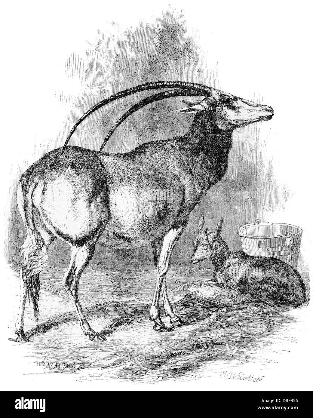 Die Antilope Leucoryx Nubiens. Cryx Leucoryx Stockfoto