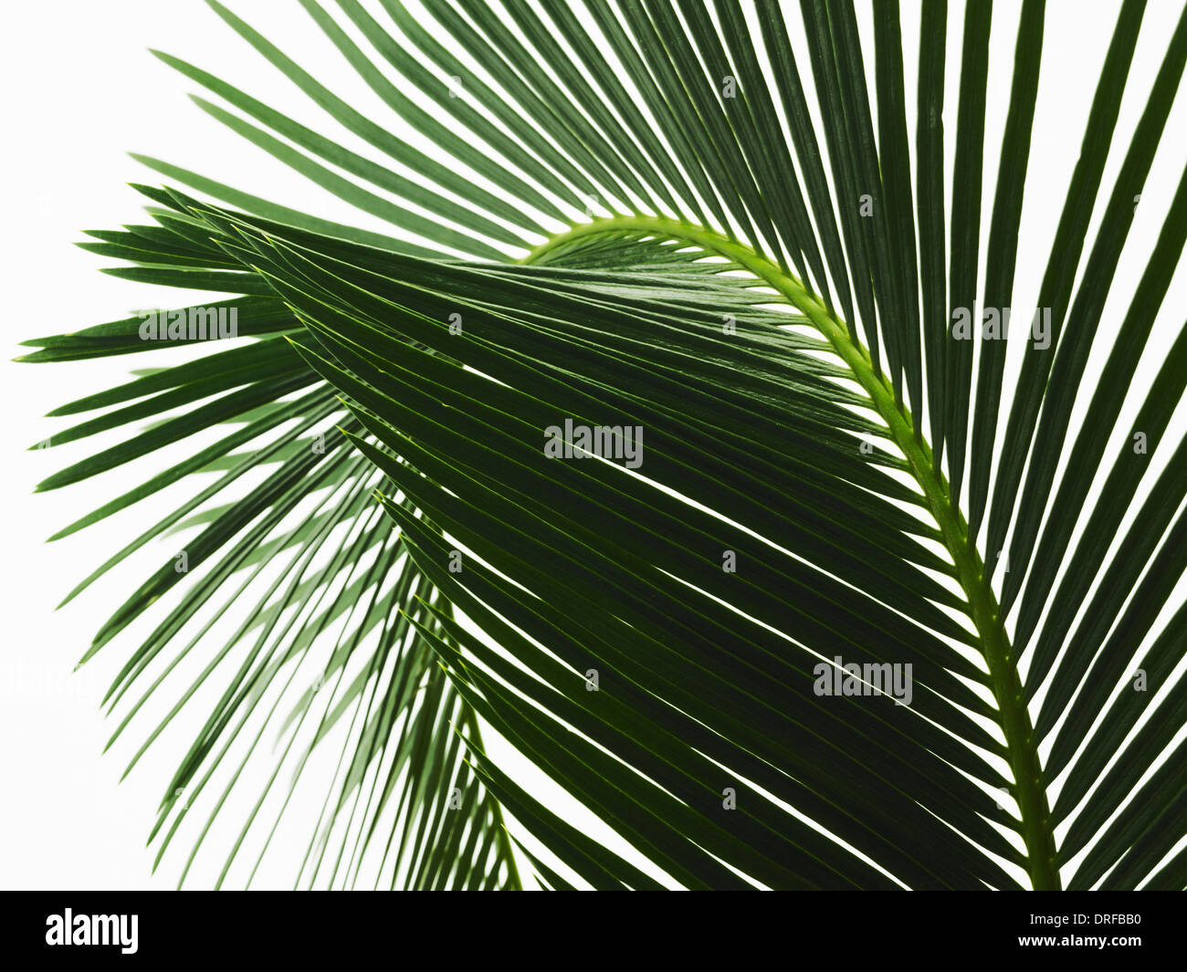 glänzend grüne Palmblatt hautnah mit Mittelrippe Stockfoto
