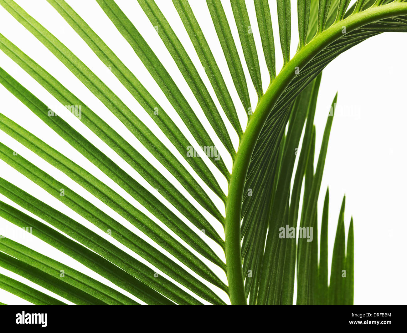 glänzend grüne Palmblatt hautnah mit Mittelrippe Stockfoto