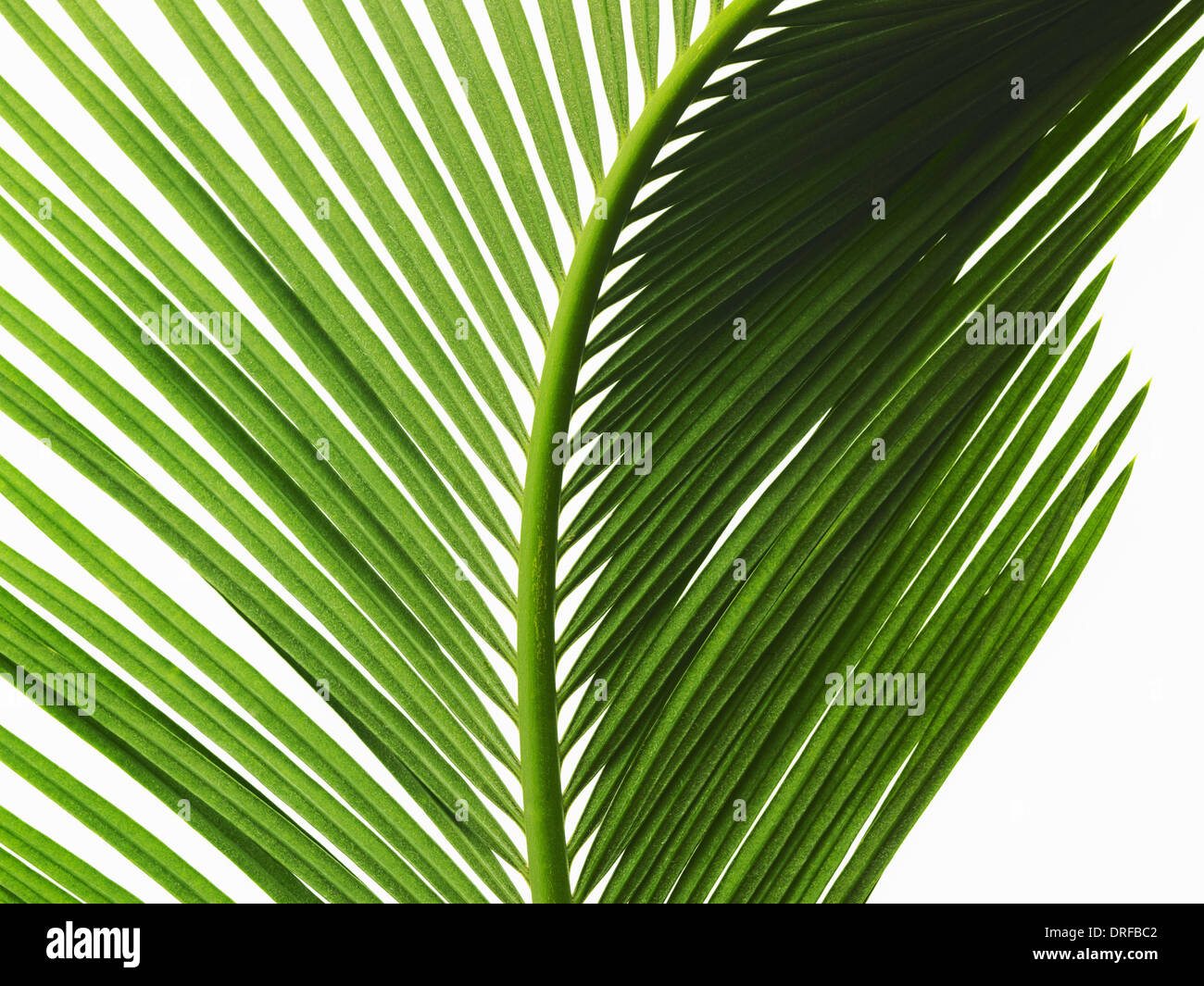 glänzend grüne Palmblatt hautnah mit Mittelrippe Stockfoto