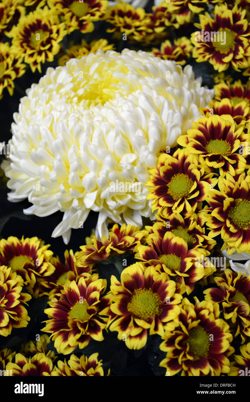 Eine einzelne weiße Bommel Chrysantheme inmitten einer Anzeige von Daisy Chrysanthemen bei der Harrogate Herbst Flower Show Stockfoto