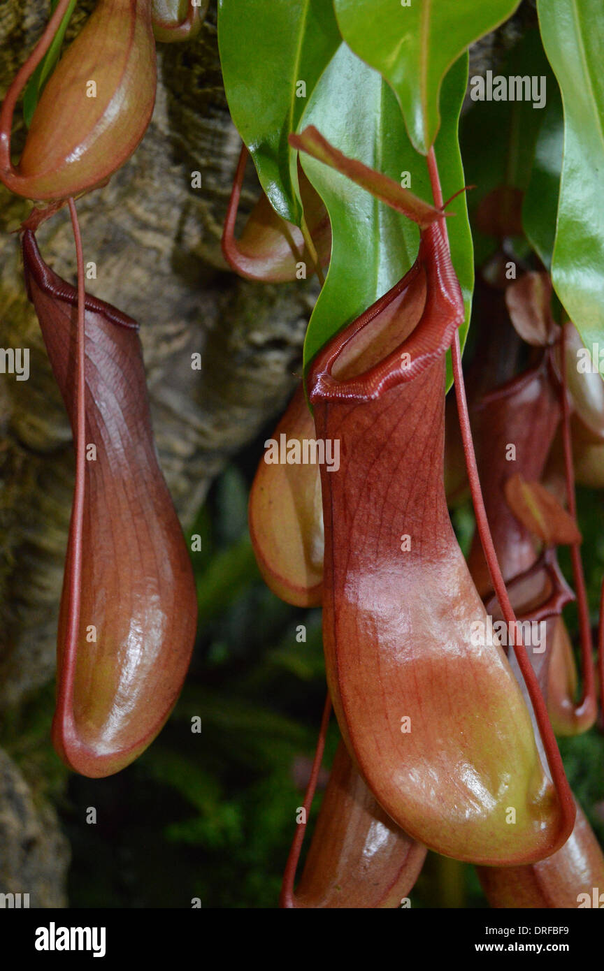 Nepenthes Hybride 'Rebecca Soper' Affe Cup tropischen Kannenpflanzen auf dem Display an der Harrogate Herbst Blume zeigen Yorkshire Stockfoto