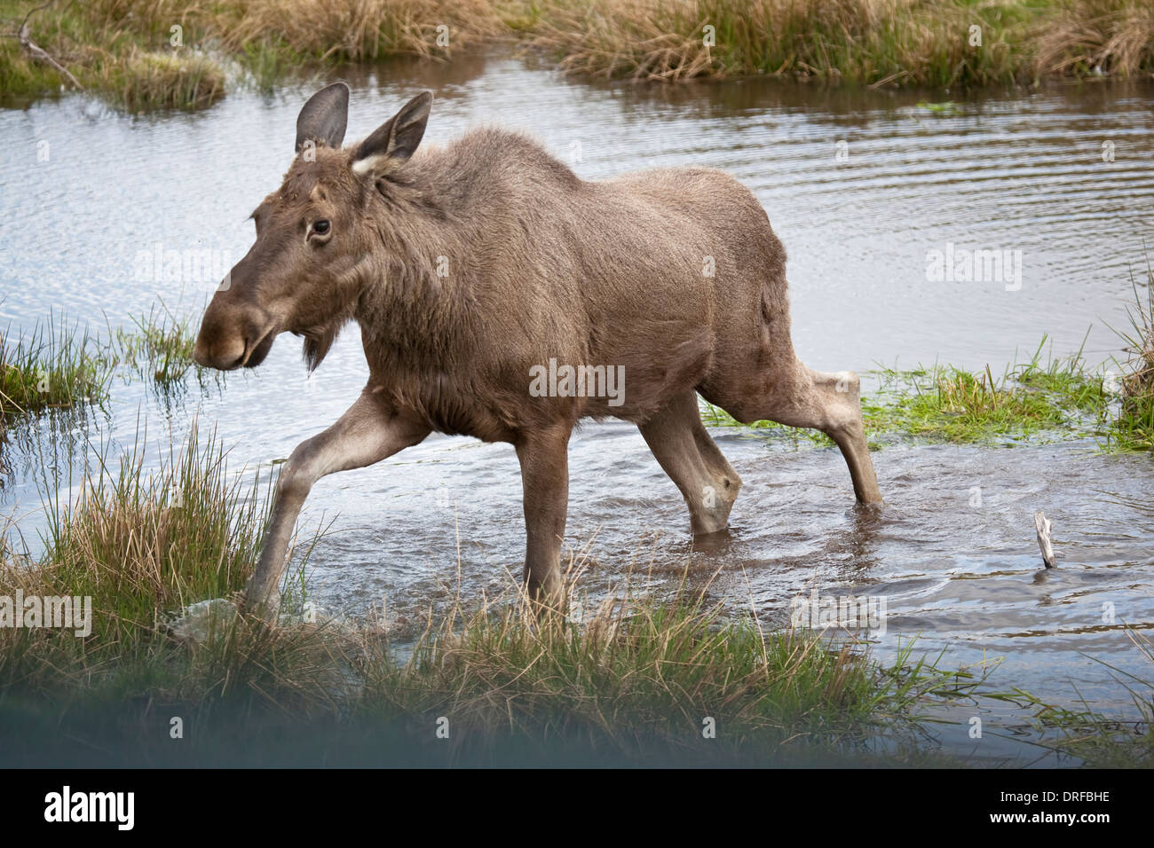 Gemeinsamen Europäischen Elch-Alces Alces fording einen Strom in den schottischen Highlands genommen unter kontrollierten Bedingungen Stockfoto