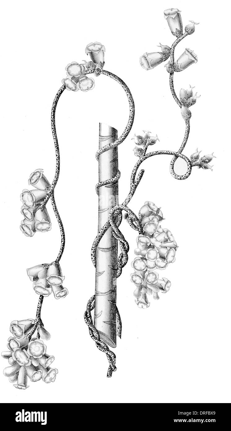 Cascuta verzweigt. Warzige Dodder Stockfoto