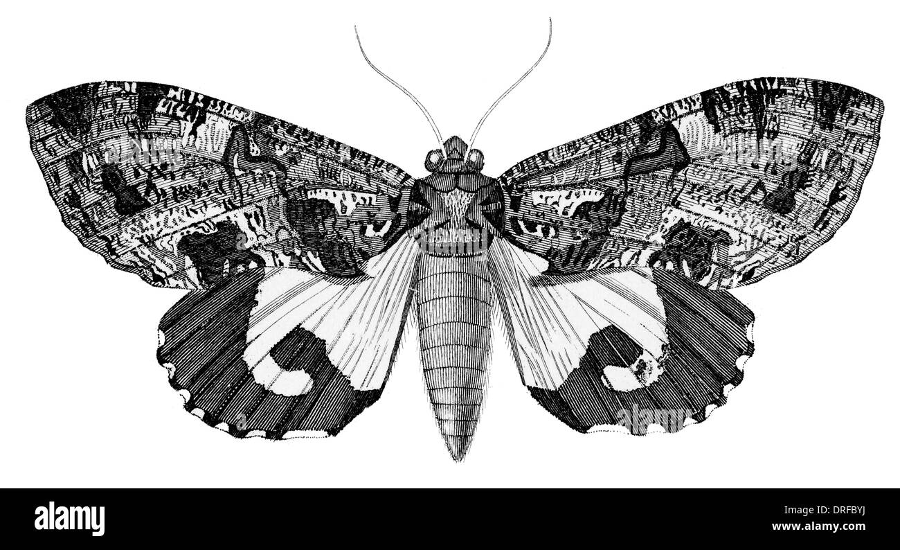 Noctua Imperator Ophideres ist eine Gattung der Motten der Familie Noctuidae. Stockfoto