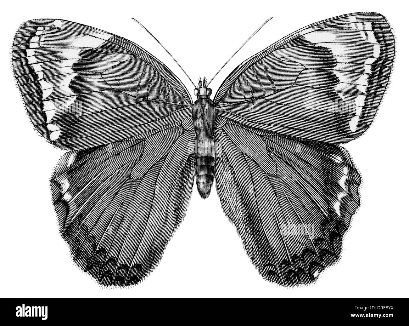 Pavonia Acadina Acadica Schmetterling Stockfoto