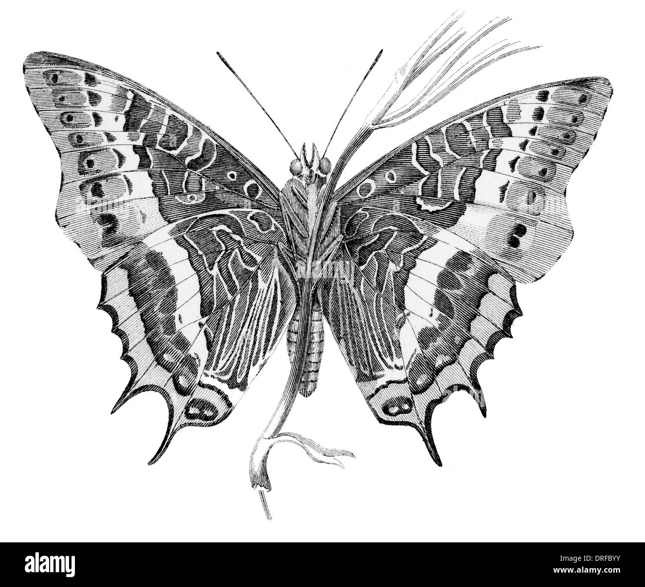 Nymphalis Jasius Charaxes Jasius, der zweiseitigen Pascha oder Foxy Kaiser ist ein Schmetterling in der Familie Nymphalidae. Stockfoto