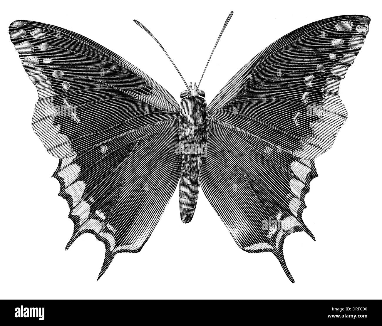 Nymphalis Jasius Charaxes Jasius, der zweiseitigen Pascha oder Foxy Kaiser ist ein Schmetterling in der Familie Nymphalidae. Stockfoto