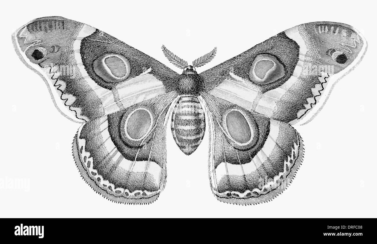 Saturnia Bauchiniae Motte Kaiser Motten Stockfoto