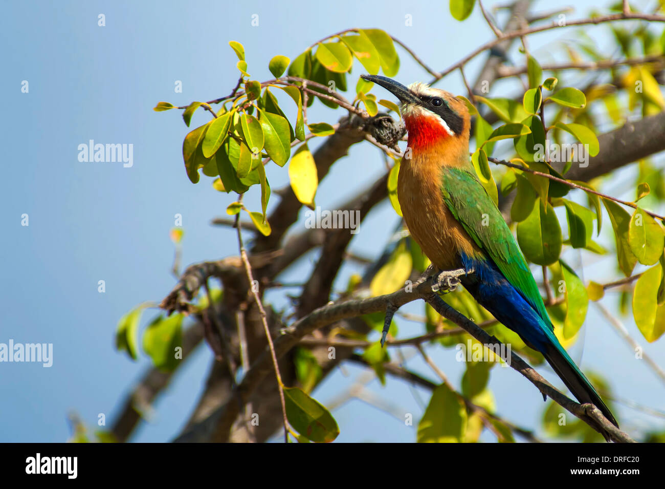 Regenbogen Bienenfresser in einem Baum sitzen. Stockfoto