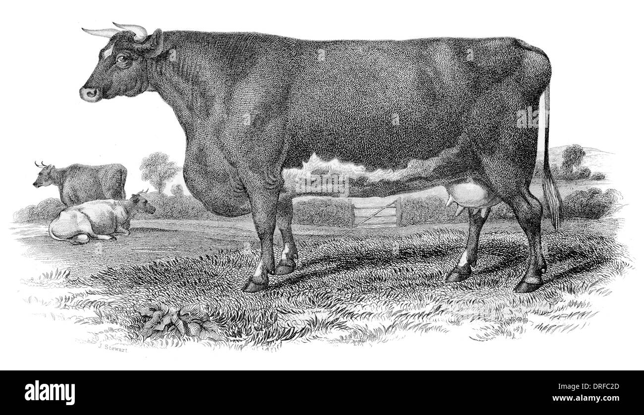 Kurze gehörnte Kuh. Von Herr Booth Warlaby gezüchtet. Yorkshire um 1880 Stockfoto