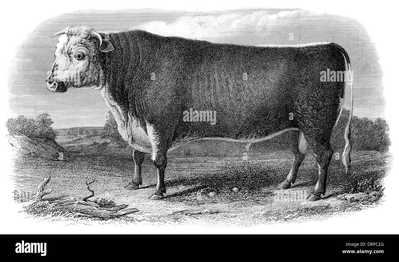 Hereford Rasse Bull um 1880 Stockfoto