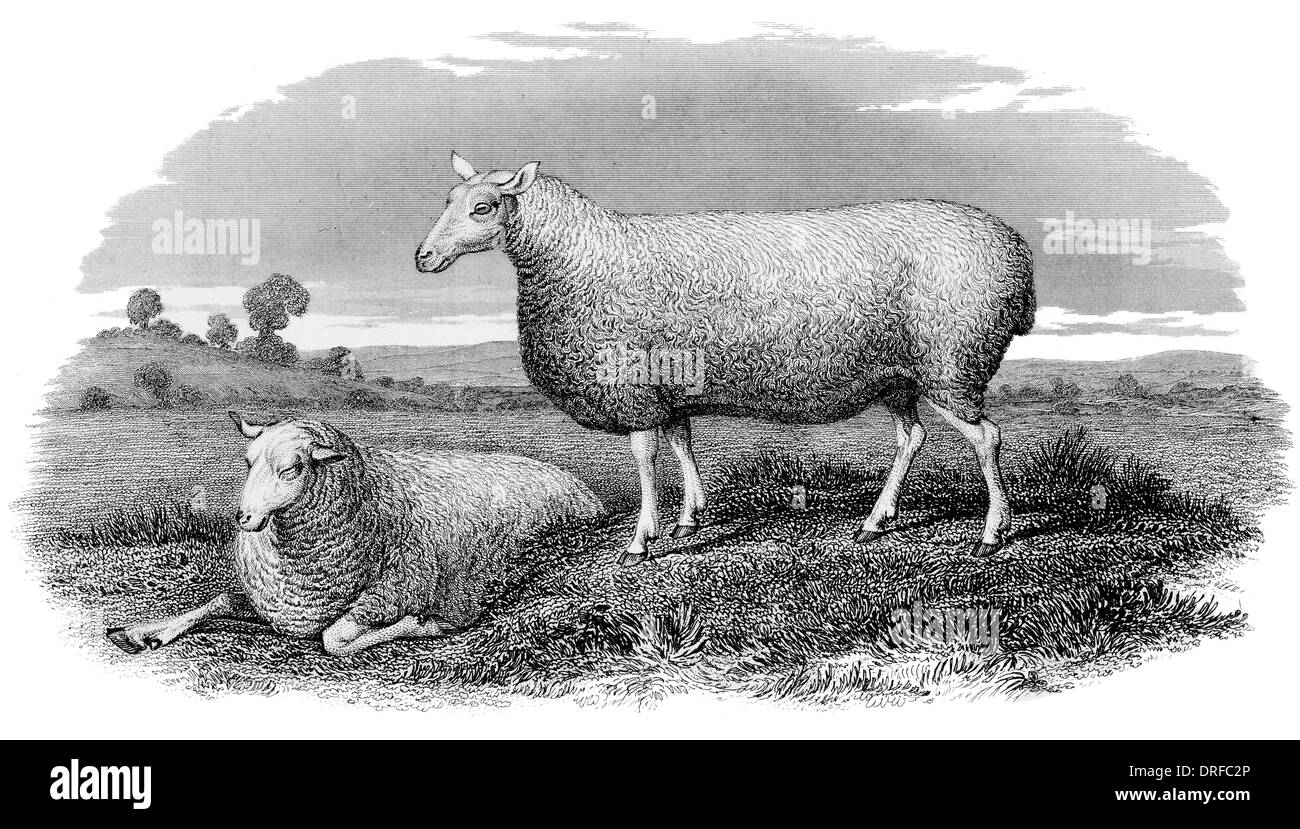 Leicester Ewe um 1880 Stockfoto