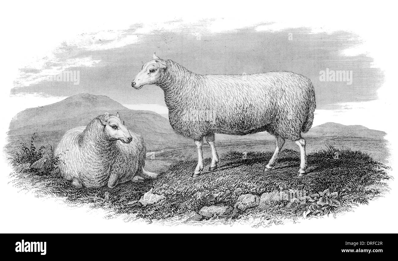 Cheviot Ewe um 1880 Stockfoto