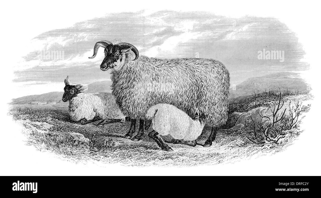 Schwarz konfrontiert Heide Rasse um 1880 Stockfoto