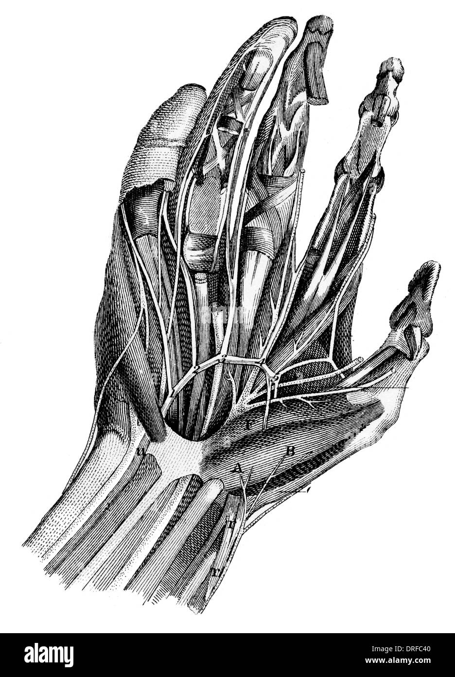 Blutgefäße-Venen in der menschlichen hand Stockfoto