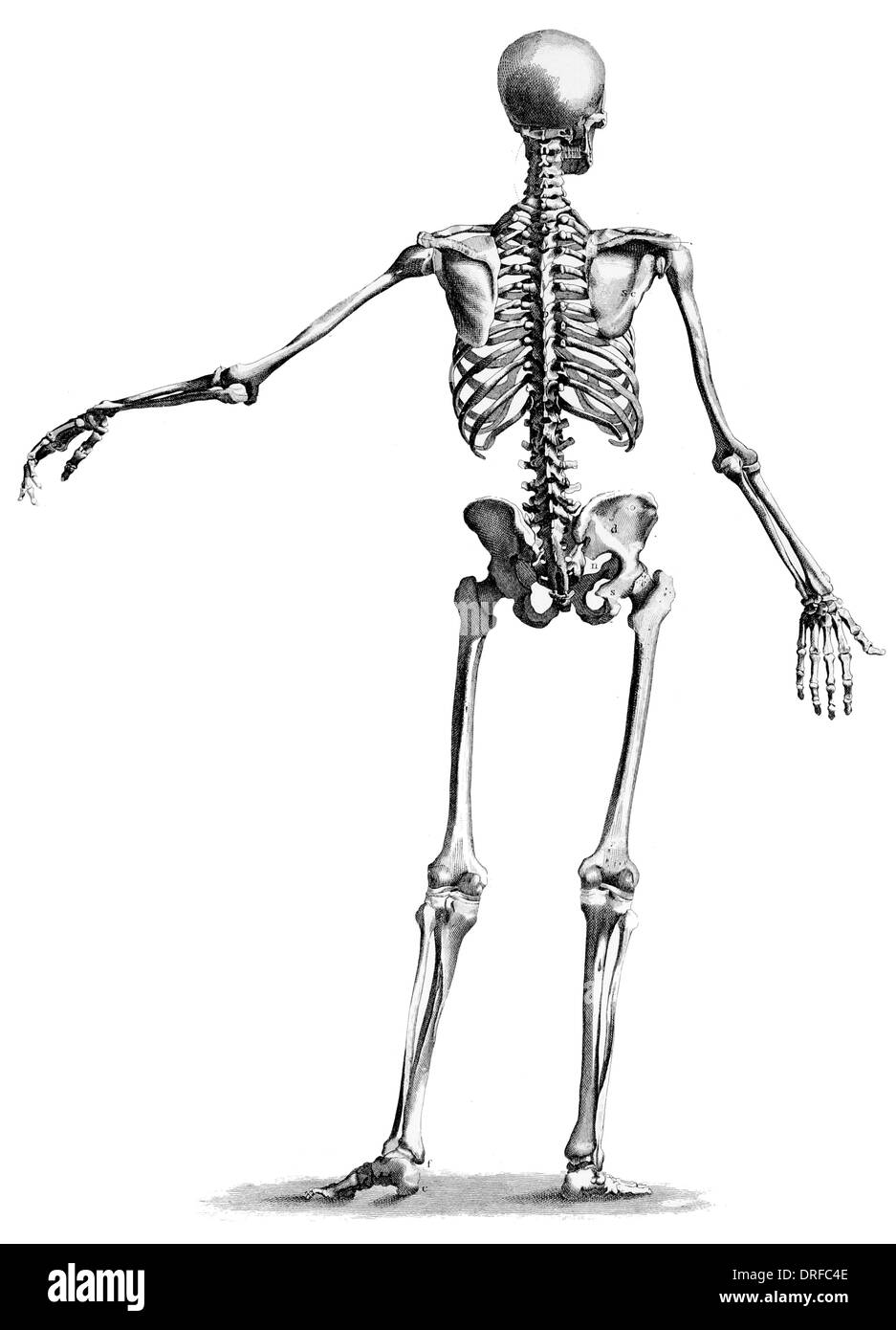 Sicht nach hinten stehende Skelett des menschlichen Körpers zurück Stockfoto