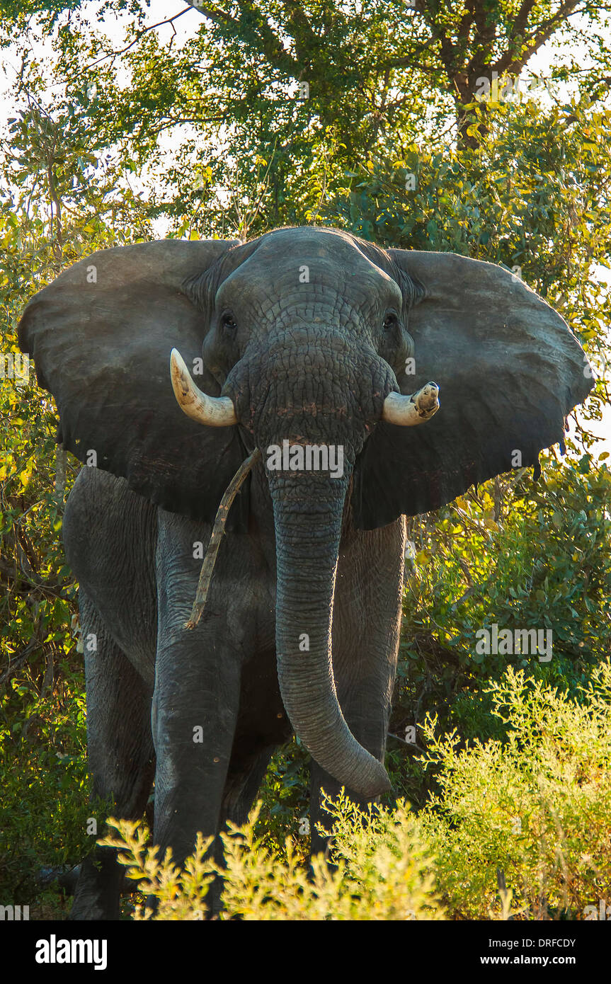 Bedrohliche Elefanten im Okavango River Delta, Botswana, Afrika. Stockfoto