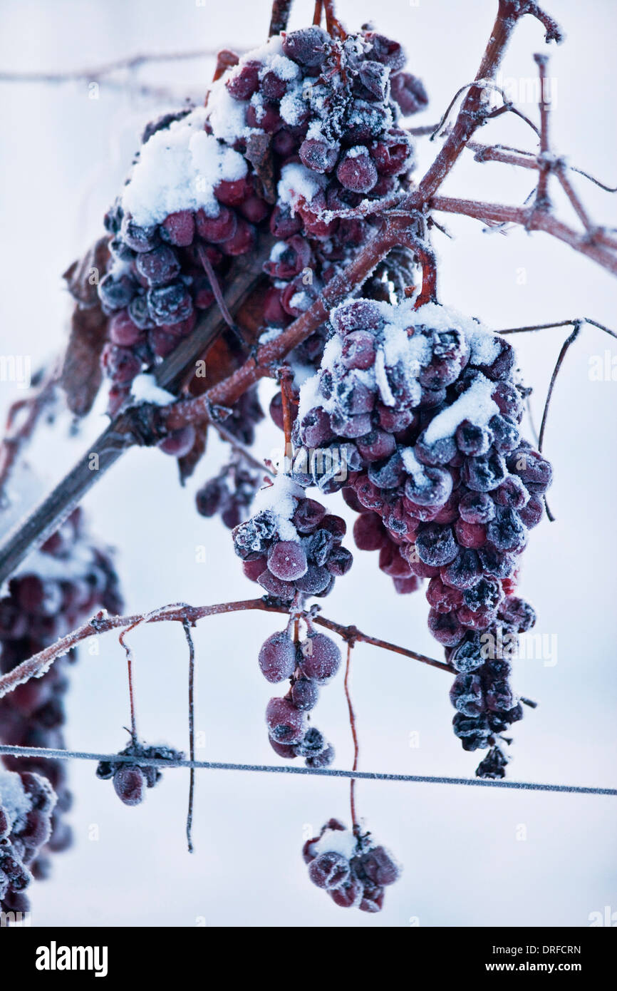 Eiswein-Trauben In Winter, Baranja, Kroatien, Europa Stockfoto