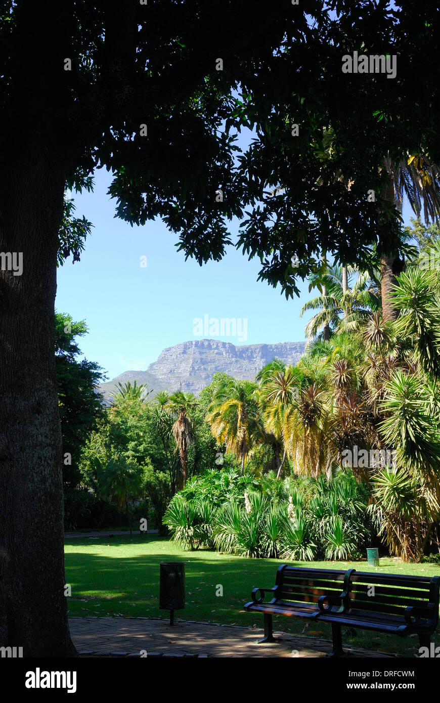 Überblick über Unternehmen-Garten in Kapstadt mit dem Tafelberg im Hintergrund Stockfoto