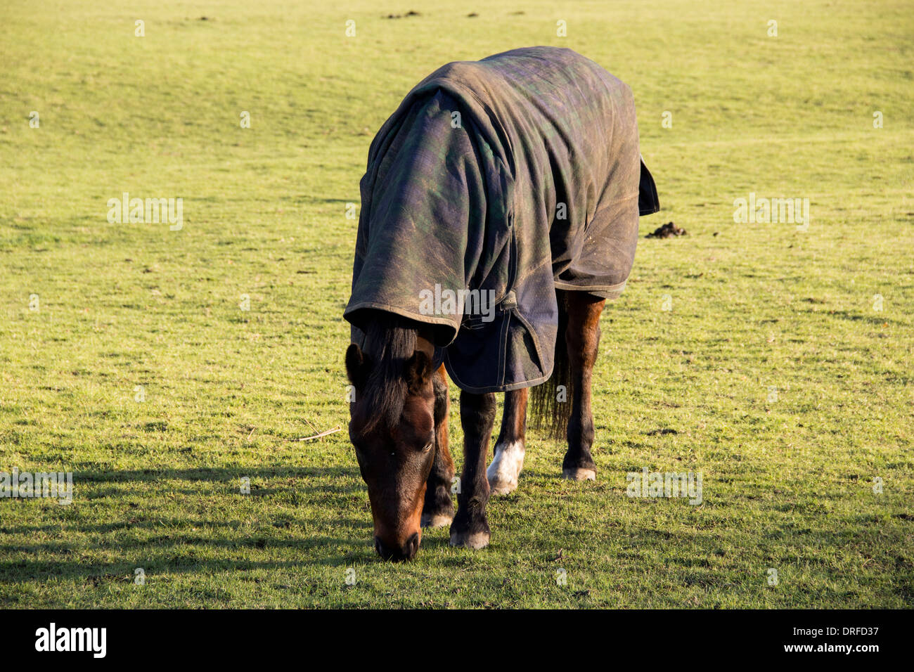 Winter-Pferd füttern Stockfoto