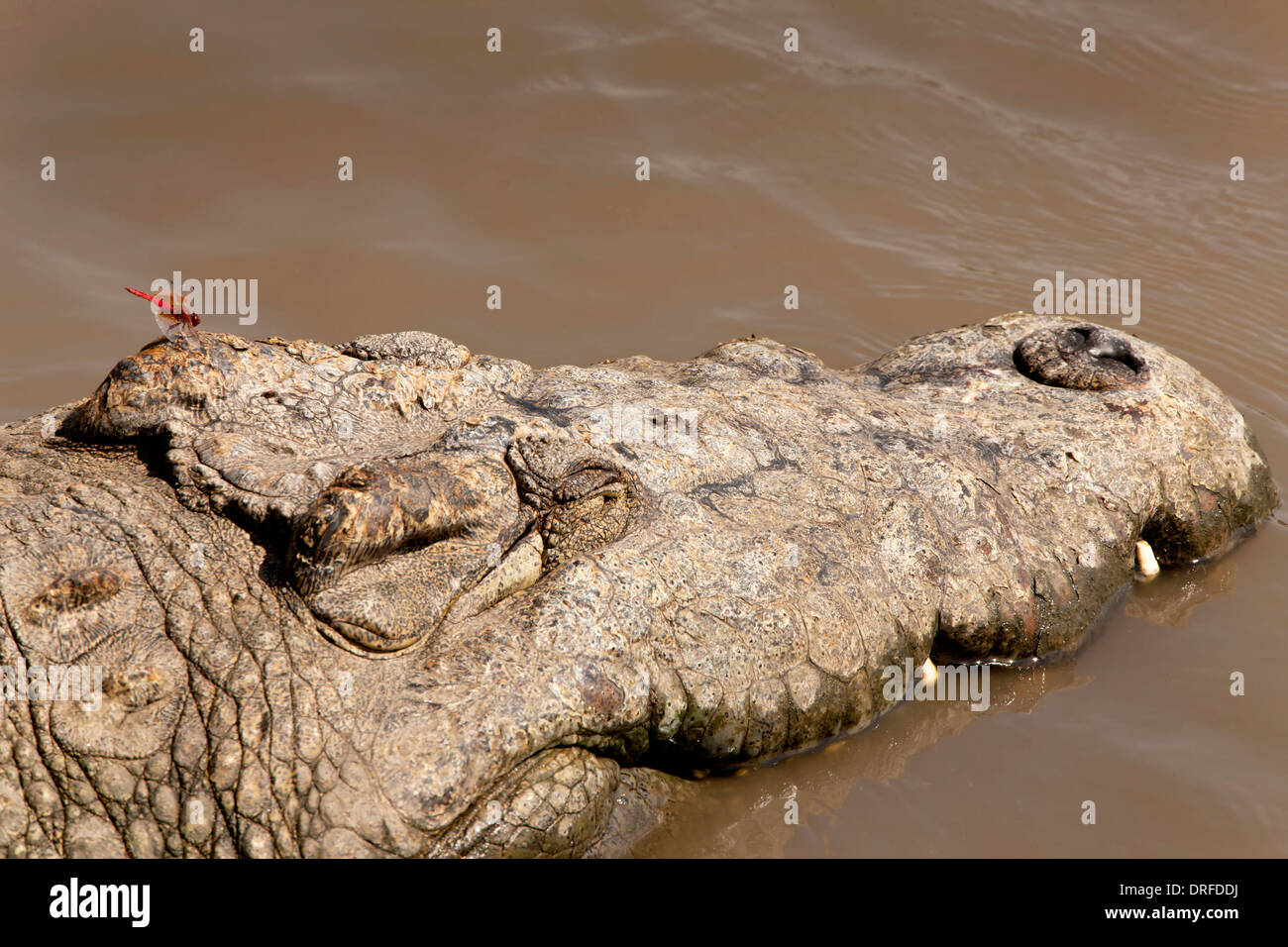 Damselfly ruht auf Krokodil Stockfoto