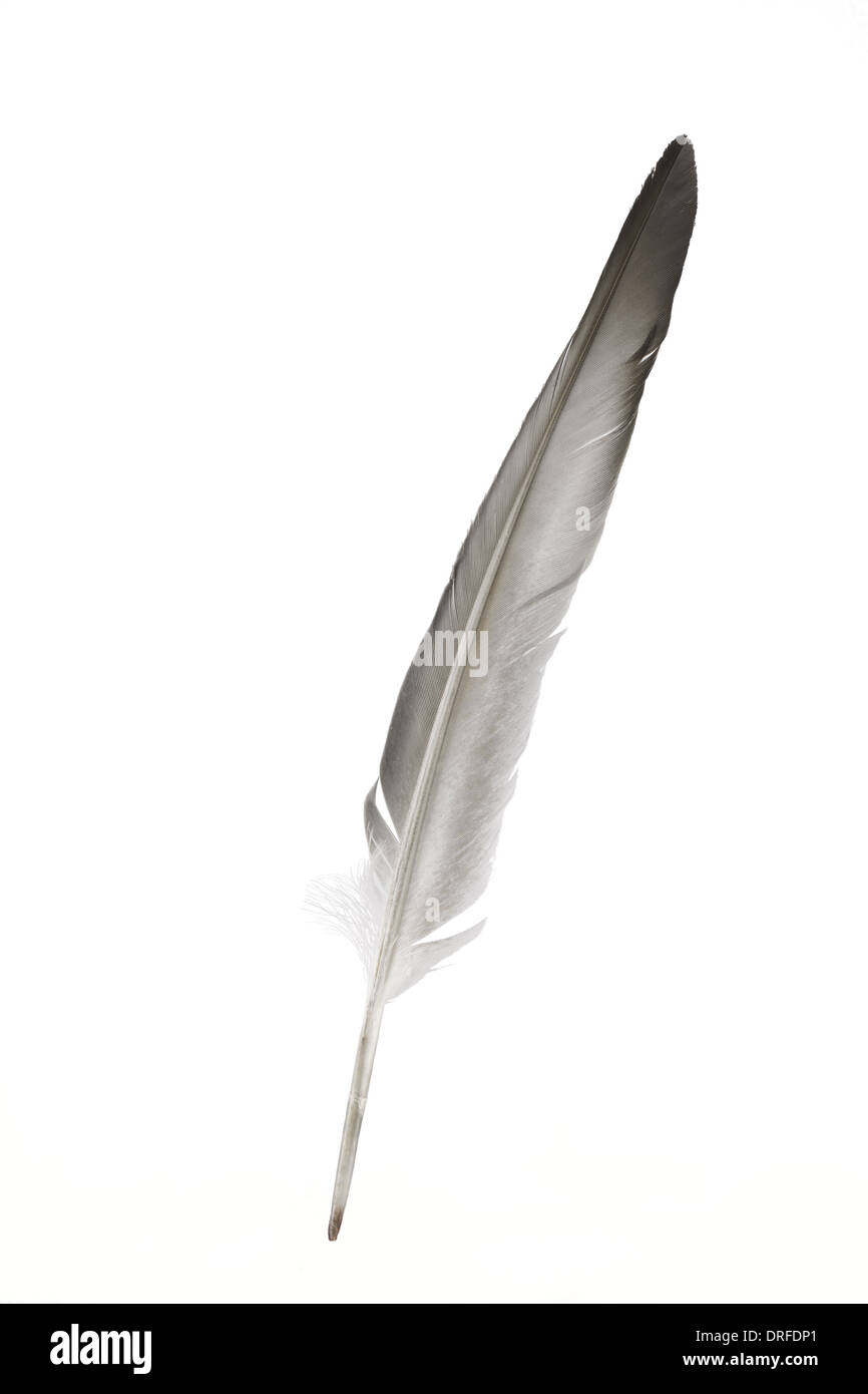 Dove Feather isoliert auf weiss Stockfoto