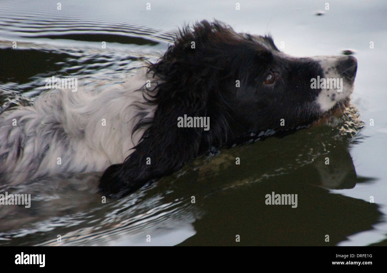Eine Nahaufnahme der Seite Schuss in den Kopf von einer schwarzen und weißen Springer Spaniel Schwimmen im Fluß Avon Stockfoto
