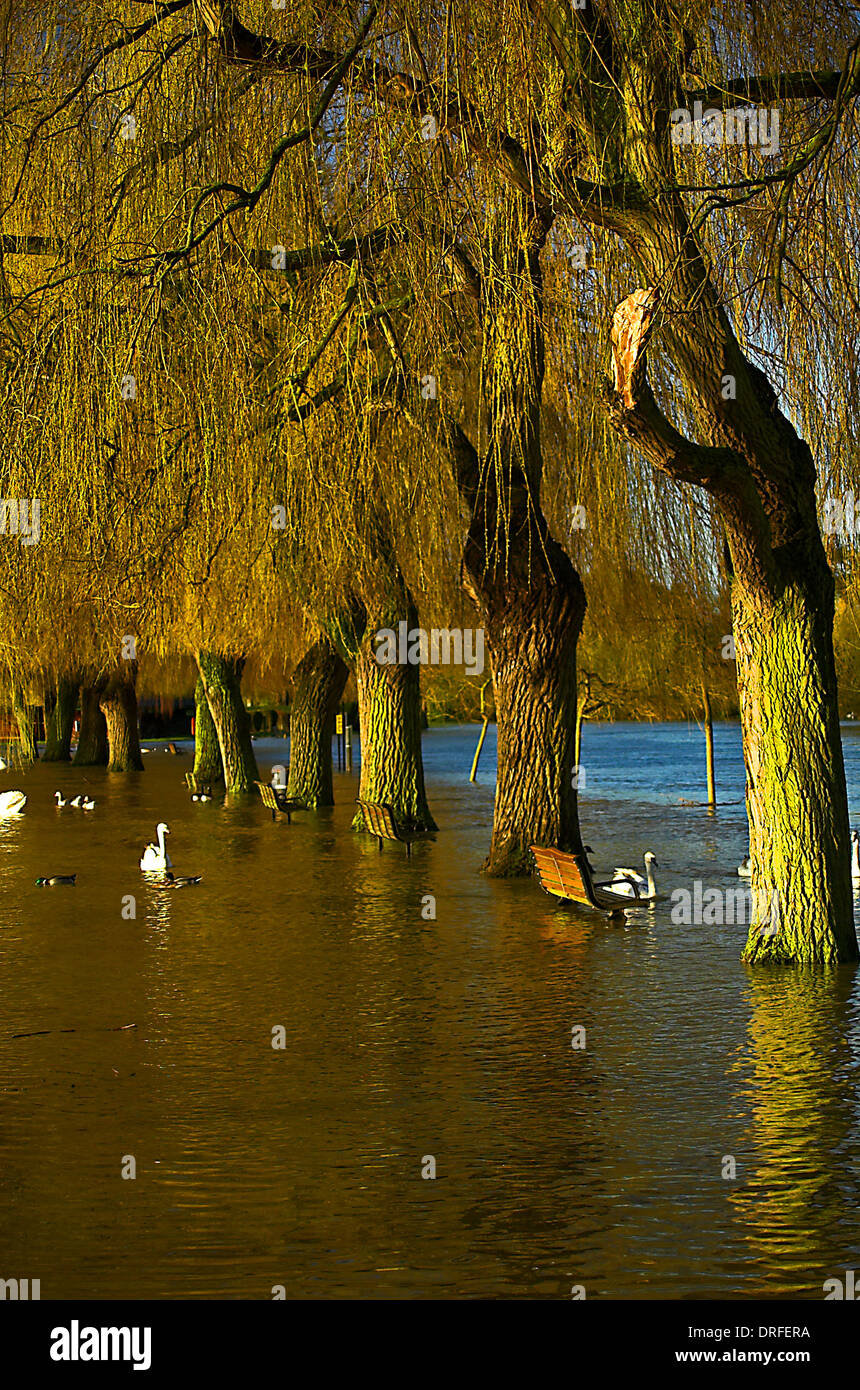 Der Fluss Avon in Flut hat seine Banken im Zentrum von Stratford-upon-Avon gebrochen, Stockfoto