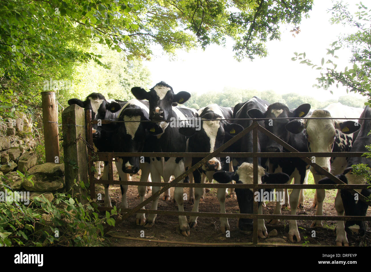 Eine Kuhherde friesische neugierig durch ihre Feld-Tor zu beobachten, wie ich meinen Labrador ging Stockfoto