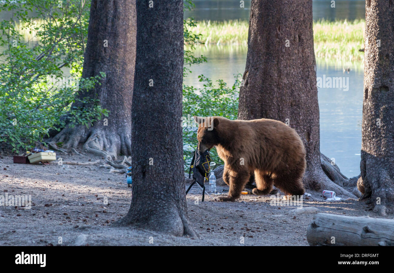 Schwarzer Bär stiehlt Wanderausrüstung von Lake Mamie in Mammoth Lakes Becken Stockfoto