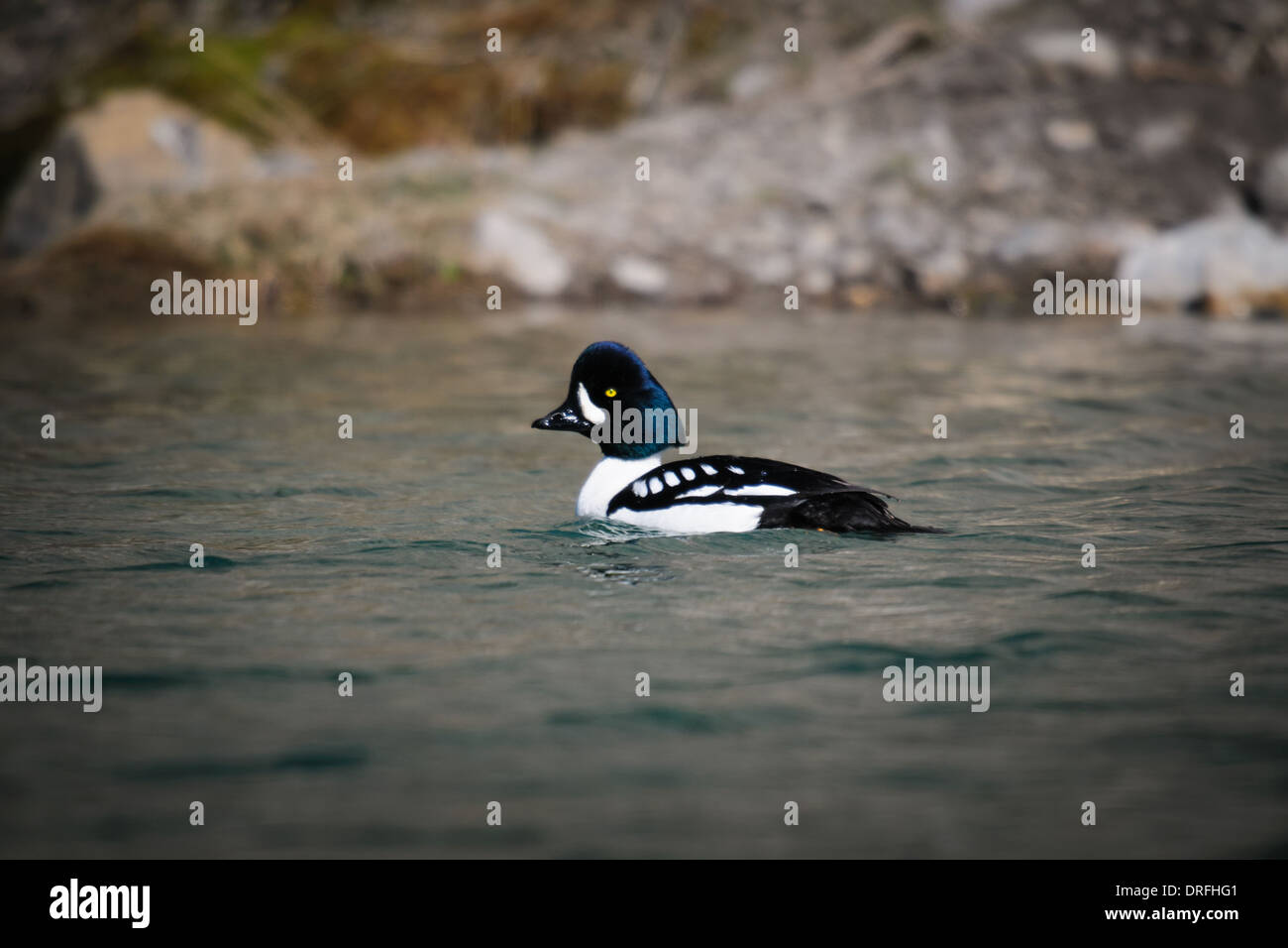 Barrow Goldeneye in einem Berg-Teich, Alberta, Kanada Stockfoto