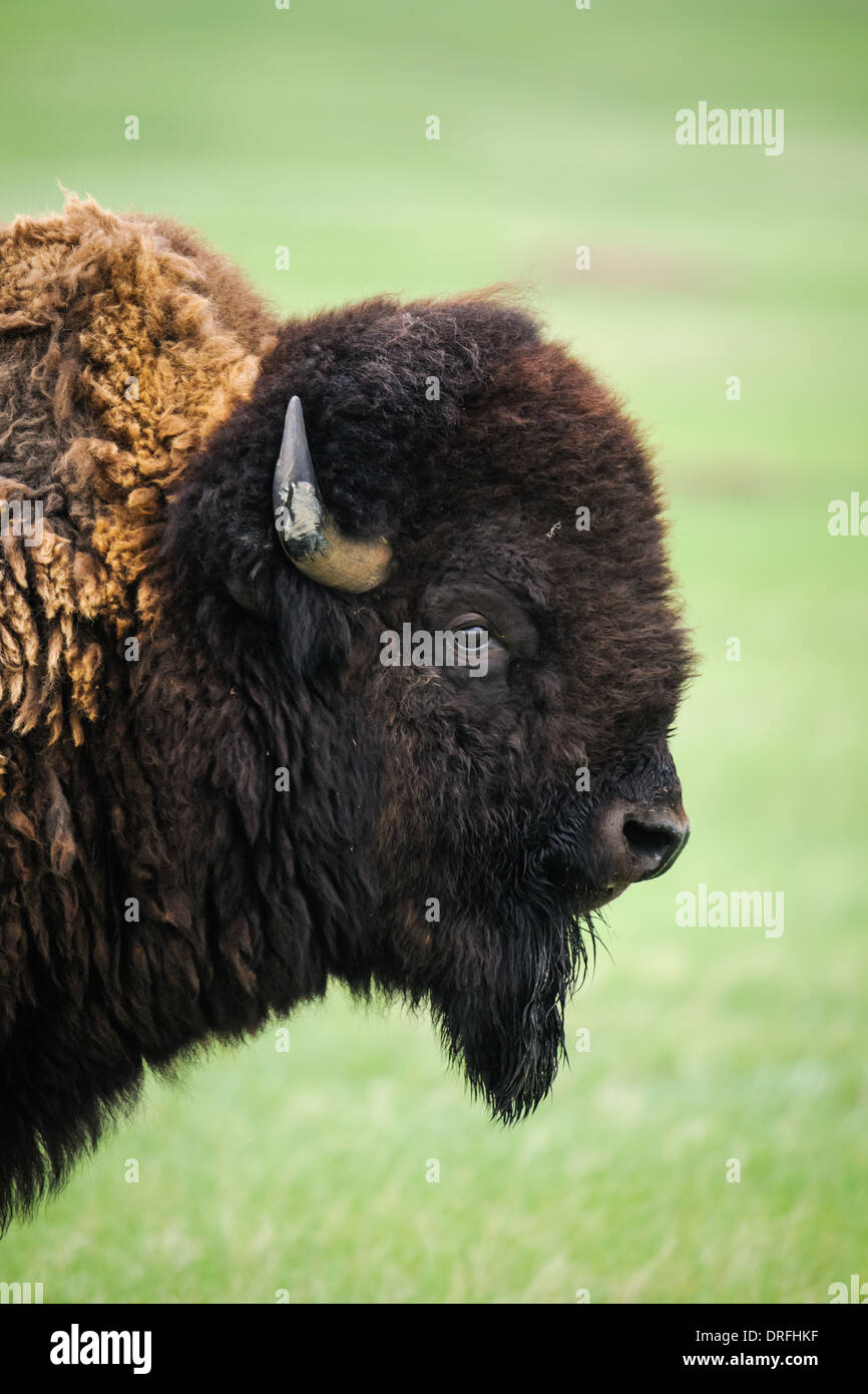 Prärie-Bison in Grasslands National Park, Saskatchewan, Kanada Stockfoto