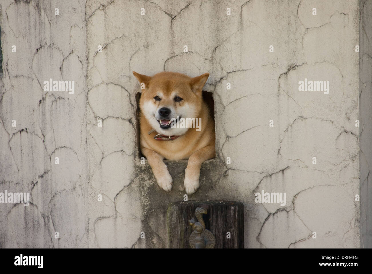 Hund durch ein Loch In der Wand Höchststand Stockfoto