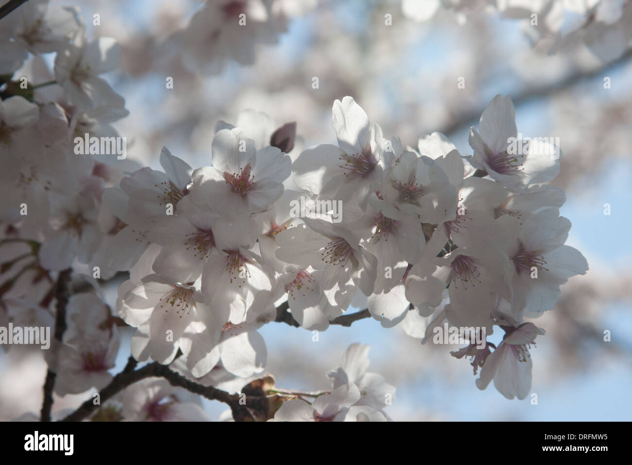 Kirschblüten-Traum Stockfoto