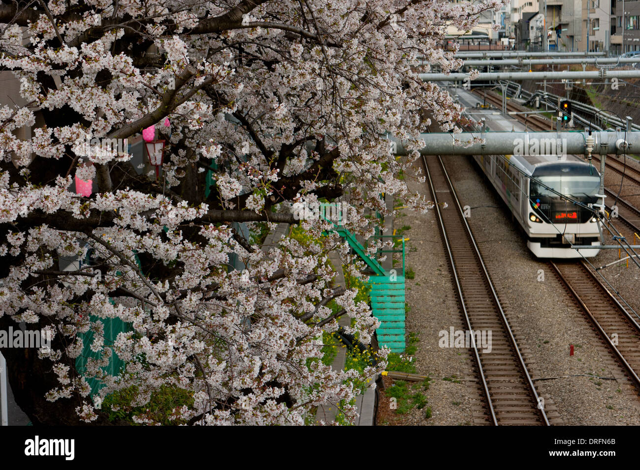 Sakura-Zug Stockfoto