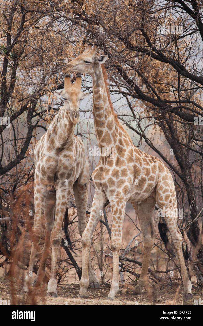 Südlichen Giraffe Einschnürung in Südafrika Stockfoto