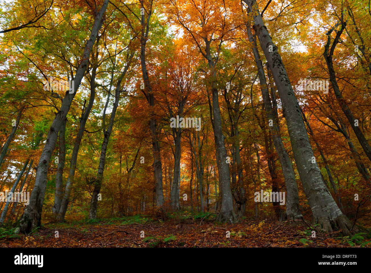Schönen Herbstfarben im Wald Stockfoto
