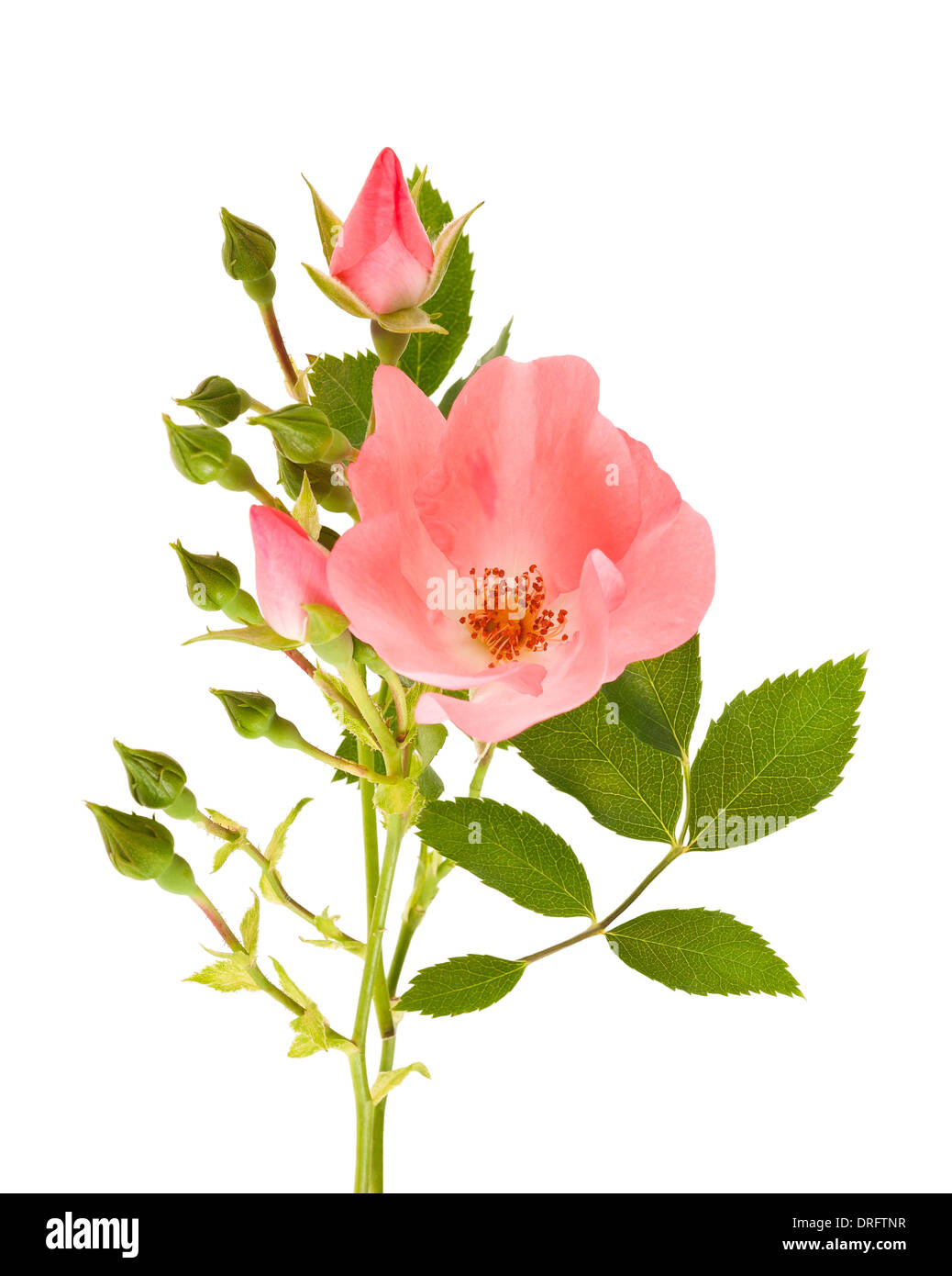 Hundsrose, isoliert auf weiss Stockfoto